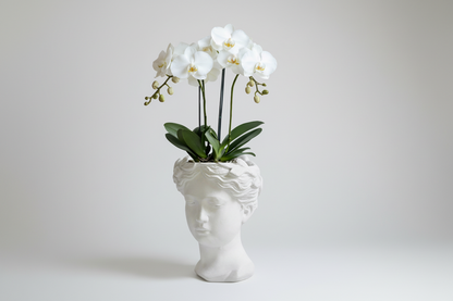 White orchid in a decorative vase shaped like a face on a white background